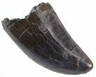 Serrated, Tyrannosaur Tooth - Judith River Formation #63121-1